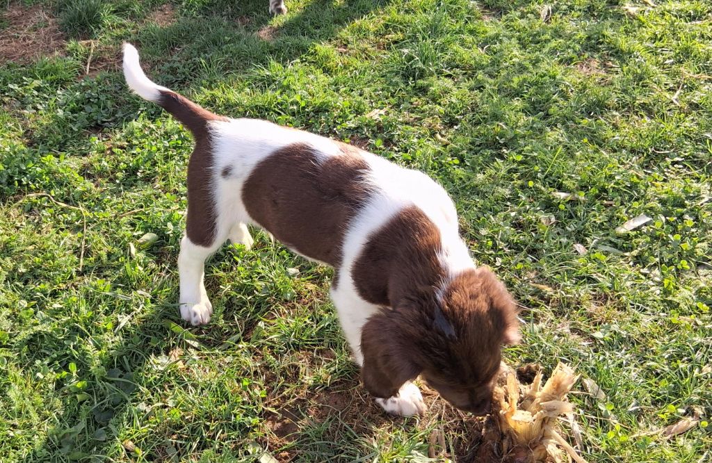 Du Mont Oudras - Chiots disponibles - Petit Epagneul de Münster