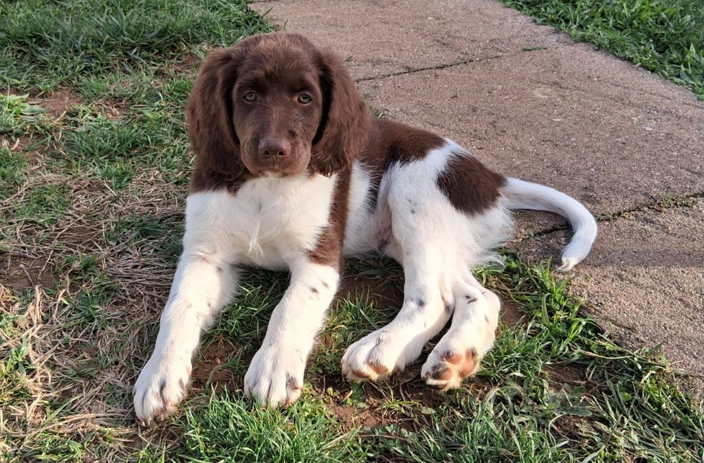 Du Mont Oudras - Chiots disponibles - Petit Epagneul de Münster
