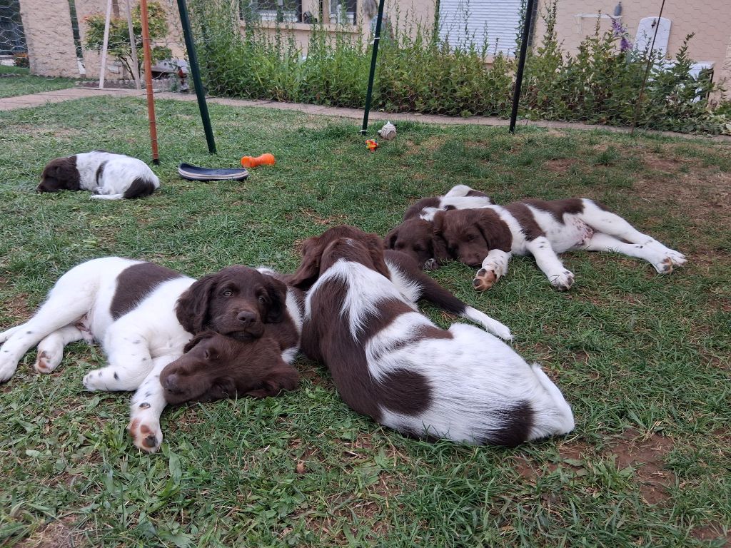 Chiot Petit Epagneul de Münster Du Mont Oudras