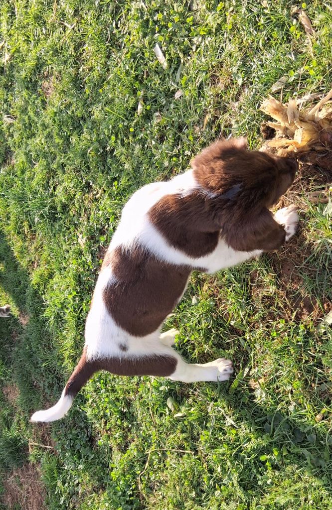Du Mont Oudras - Chiots disponibles - Petit Epagneul de Münster