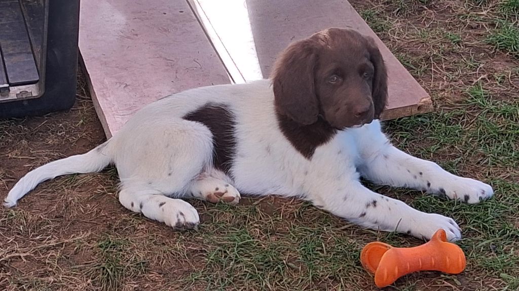 Du Mont Oudras - Chiots disponibles - Petit Epagneul de Münster